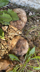 Rhizopogon