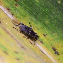 Cosmopolites sordidus