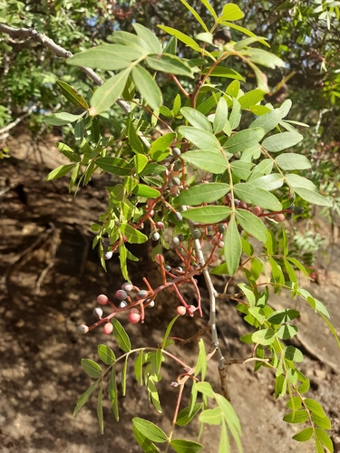 Mount Atlas mastic tree