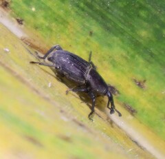 Cosmopolites sordidus