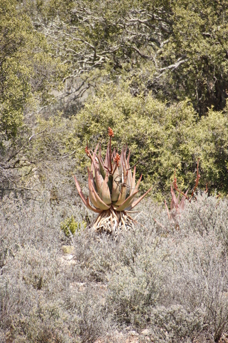 Aloe ferox