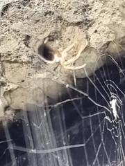 Steatoda nobilis