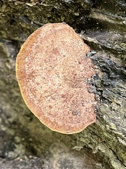 Hapalopilus rutilans