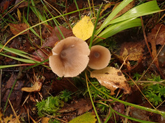 Entoloma conferendum