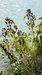 Hibiscus lasiocarpos