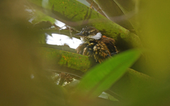 Pseudocolaptes boissonneautii