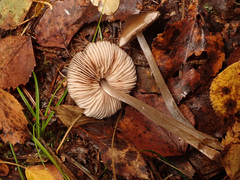 Entoloma conferendum