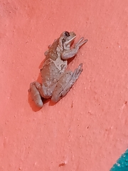 Trachycephalus vermiculatus