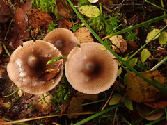 Entoloma conferendum