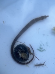 Agathistoma fasciatum
