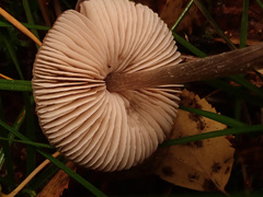Entoloma conferendum