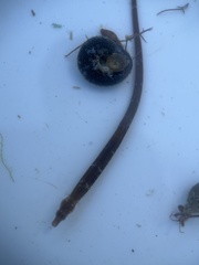 Agathistoma fasciatum