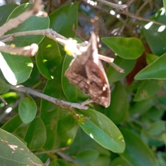 Libytheana carinenta