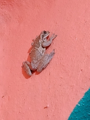 Trachycephalus vermiculatus