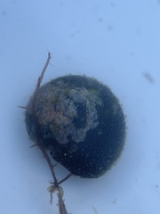 Agathistoma fasciatum