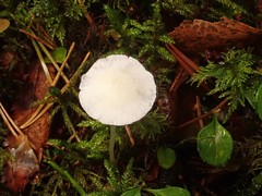 Hemimycena
