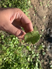 Hydrocotyle bonariensis