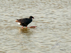 Porphyrio porphyrio
