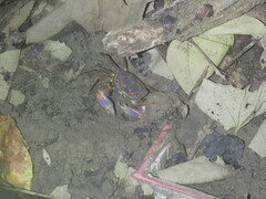 Chasmagnathus convexus