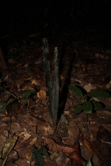 Trichomanes vittaria image