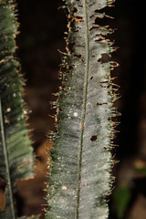 Trichomanes vittaria image