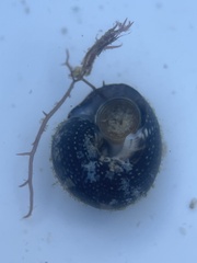 Agathistoma fasciatum