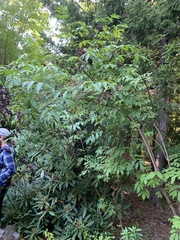 Sambucus racemosa
