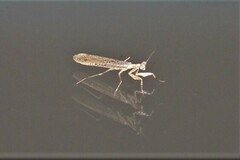 Chroicoptera saussurei