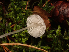 Hemimycena