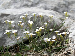 Arabidopsis croatica