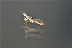 Chroicoptera saussurei