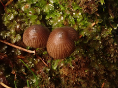 Mycena stipata