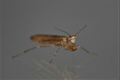 Chroicoptera saussurei