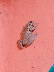 Trachycephalus vermiculatus