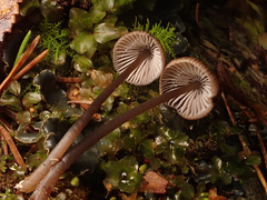 Mycena stipata