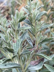 Lithospermum occidentale