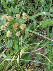 Cyperus entrerianus