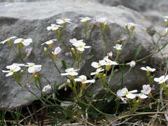Arabidopsis croatica
