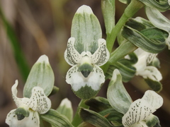 Chloraea galeata