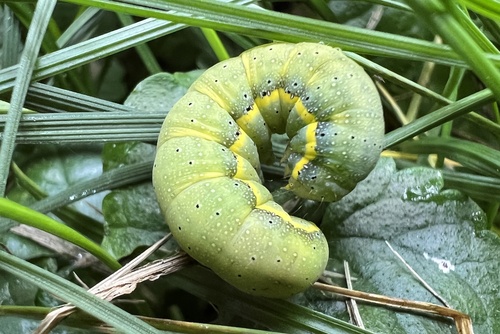 Bright-line Brown-eye