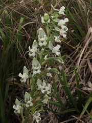 Chloraea galeata