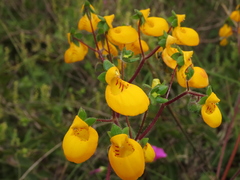 Calceolaria corymbosa