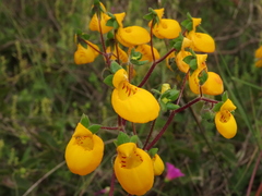 Calceolaria corymbosa