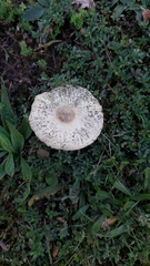 Macrolepiota mastoidea