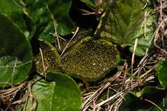 Dorstenia brasiliensis