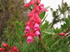 Fuchsia lycioides