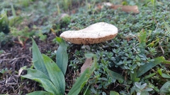 Macrolepiota mastoidea