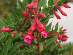 Fuchsia lycioides