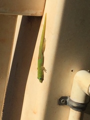 Phelsuma laticauda laticauda