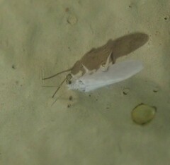 Coniopterygidae